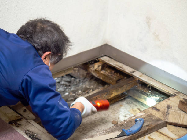 Best Certified Mold Removal  in Wagener, SC