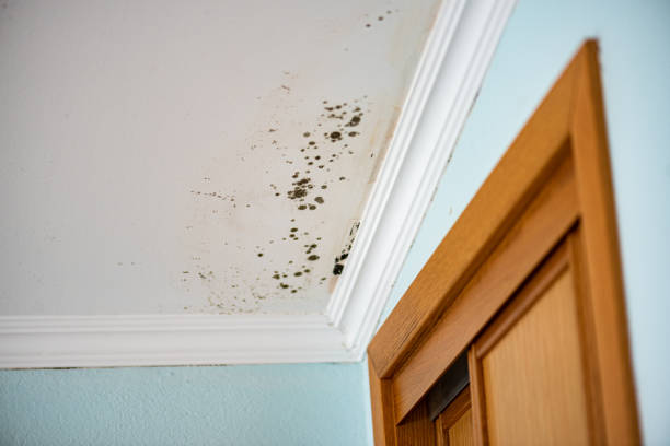 Best Black Mold Removal  in Wagener, SC
