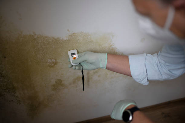 Best Local Mold Removal Service  in Wagener, SC