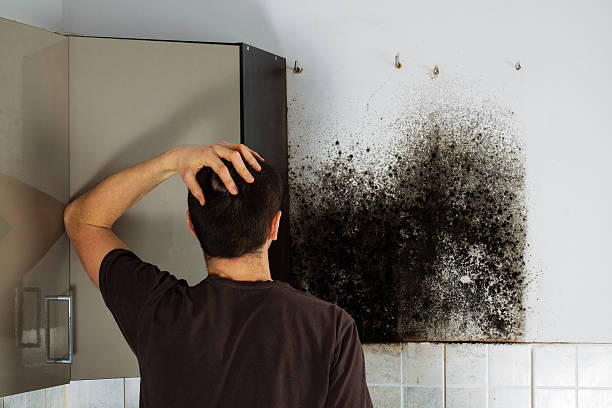 Best Same-Day Mold Removal  in Wagener, SC